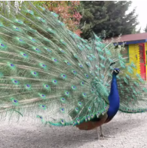 Parc Animalier - L'Arc en Ciel