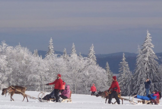 Attelage à poils dans le Massif des Vosges