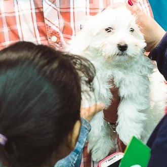 Salon Chiens Chats événement Famille Les 13 Et 14 Avril
