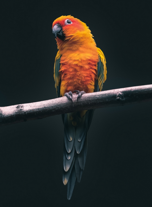 Parc ornithologique de Bretagne