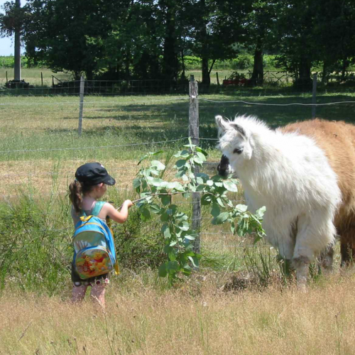 Les Lamas de Brandacot