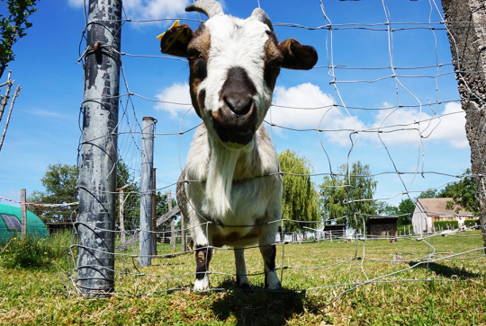 Animaux des petits bois