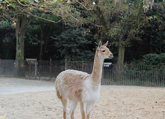 Muséum d'histoire naturelle - Ménagerie
