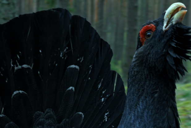 Dans les bois - Oiseau