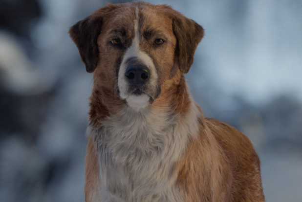 L'Appel de la forêt - Chien