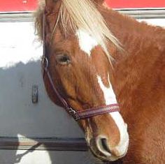 Ferme équestre du Tréglodé