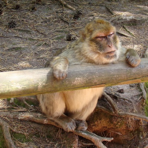 La Montagne des Singes