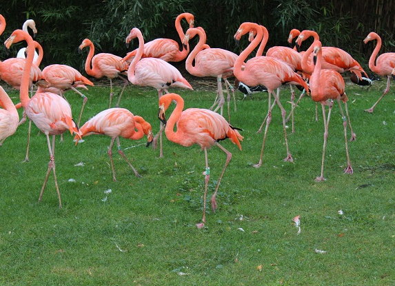 Muséum d'histoire naturelle - Ménagerie