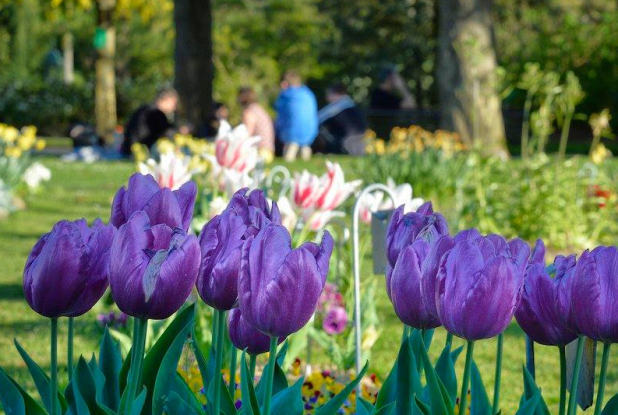 Jardin des Plantes de Nantes : fleurs
