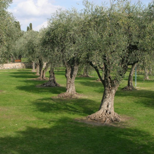 Jardins des Arènes de Cimiez