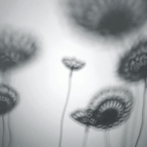 mouche ou le songe d'une dentelle