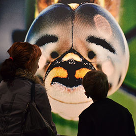 Insectes Micromégas