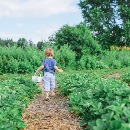 La Cueillette de Léon