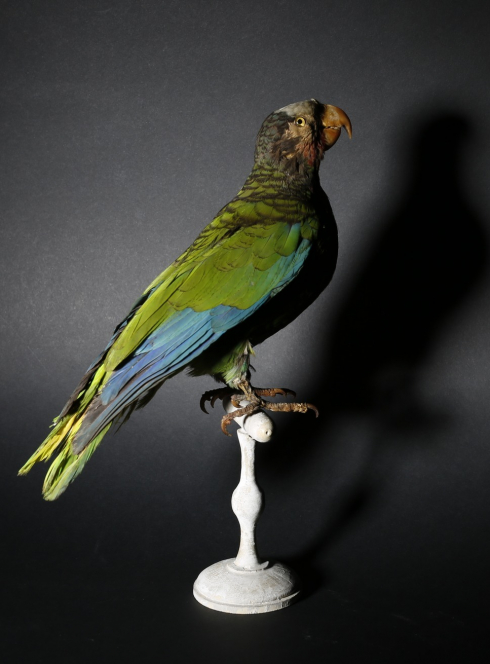 Muséum Histoire Naturelle Aix-en-Provence