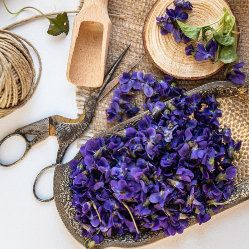 Fête des violettes 2025 à Tourrettes-sur-Loup : Une coupe de violettes