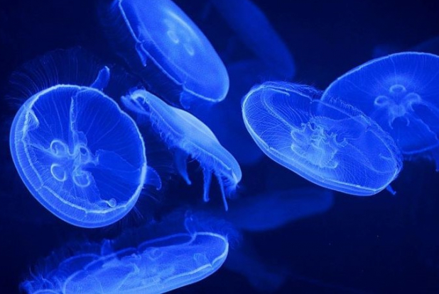 Aquarium du Croisic - Nautilus