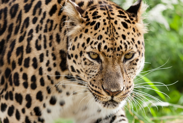 Panthère de l'Amour - nouveauté 2014
