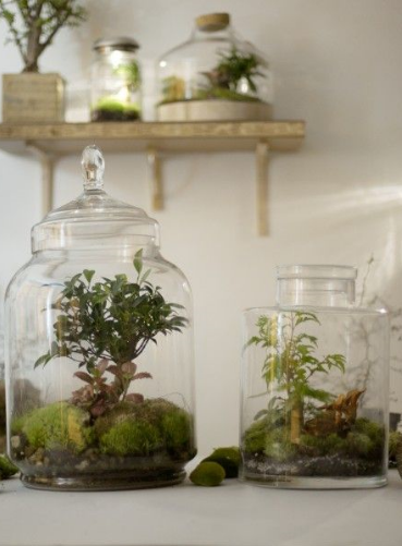 Idée de cadeau original pour la fête des mères : un terrarium