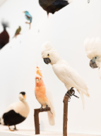 Expo L'oiseau rare au Musée des Confluences