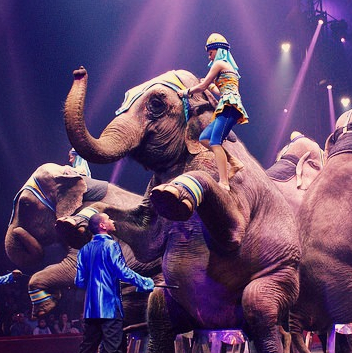 Le Cirque - Cirque Arlette Gruss