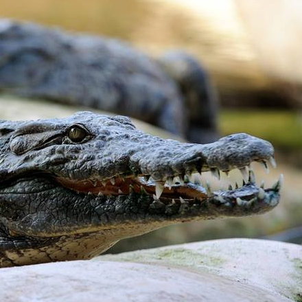 La Planète des Crocodiles - crocodiles