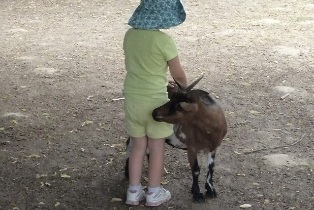 Parc des félins : enfant et chèvre