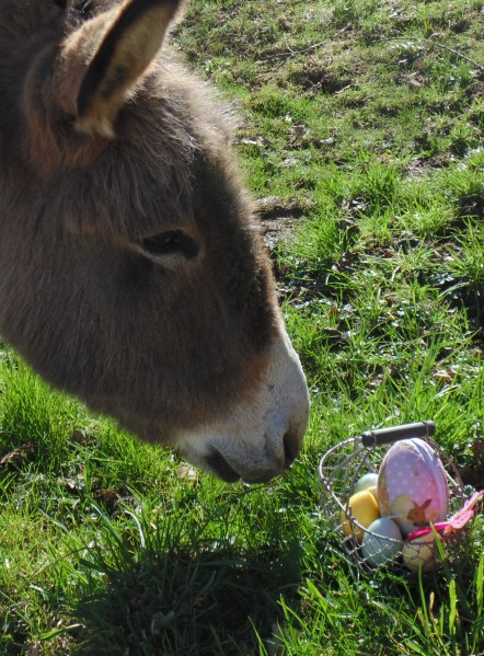 Le havre aux ânes : chasse aux œufs de Pâques 2019