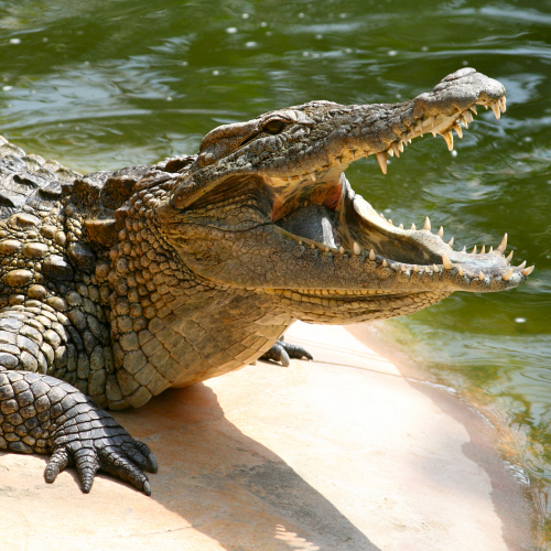 Ferme aux Crocodiles