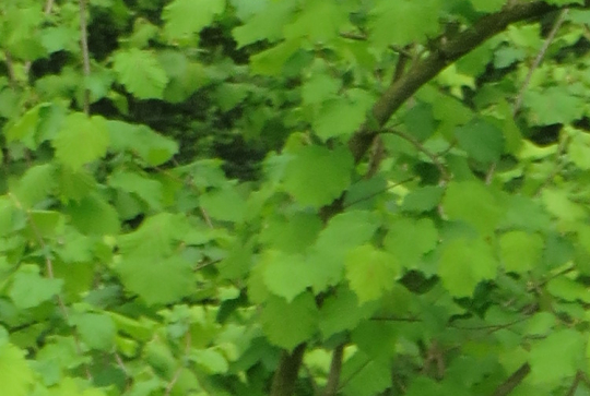 Pâques 2014 : une chasse atypique au Parc de la Tête d'Or avec Citizenkid