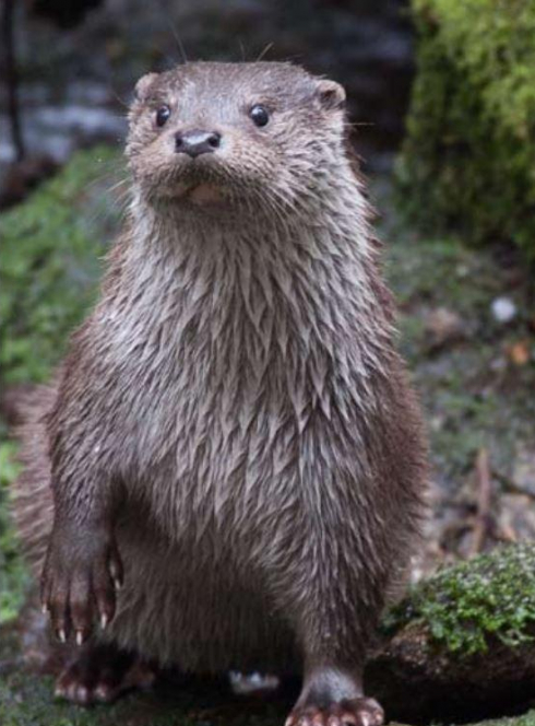 Expo : Mammifères des rivières bretonnes