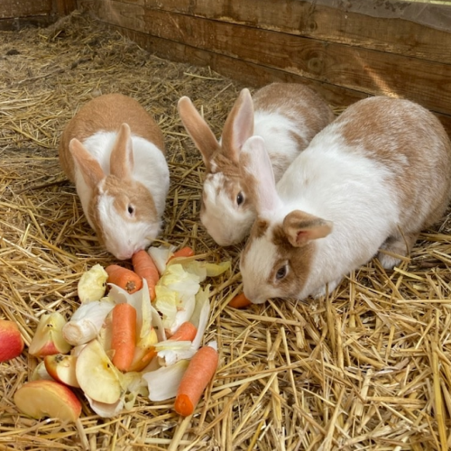 Terre de Soleil : Des petits lapins