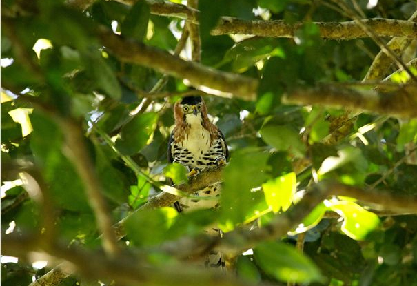Il était une forêt