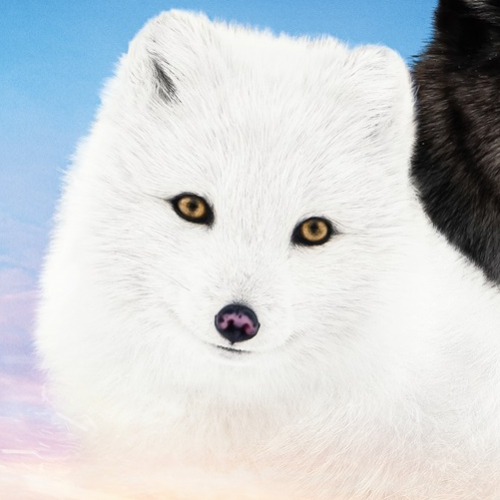 Kina & Yuk : renards de la banquise - affiche finale