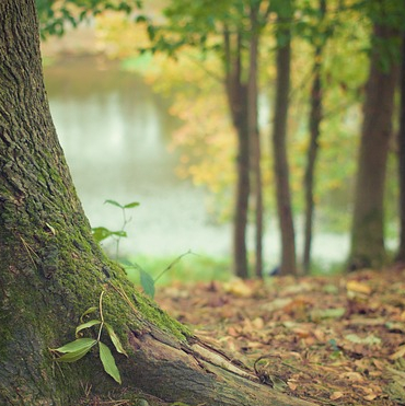 Si la forêt m'était Comté