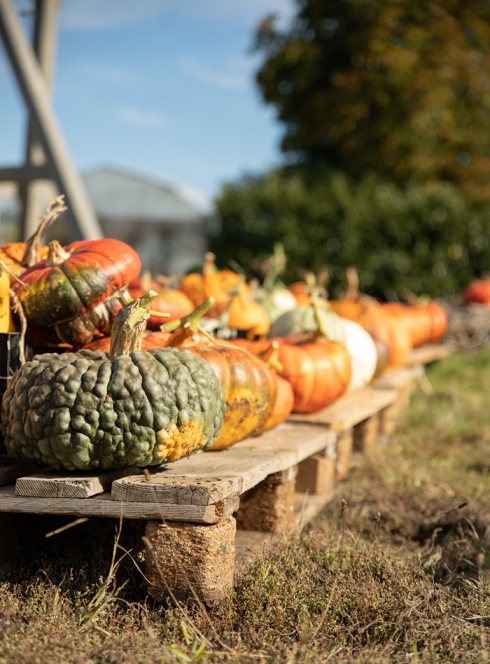 Le Festival des courges : Courges en tous genres dehors
