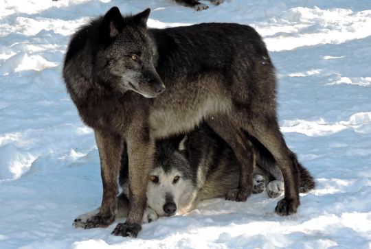 Les loups du parc Alpha sous la neige