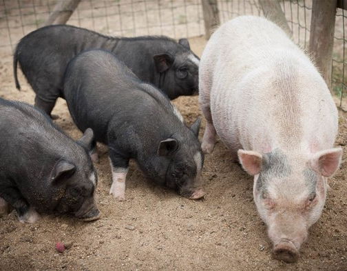 Ferme de la Chebuette : cochons