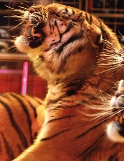 Medrano - les tigres du Bengal