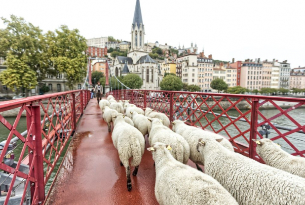 Petite transhumance du Grand Lyon - Passerelle