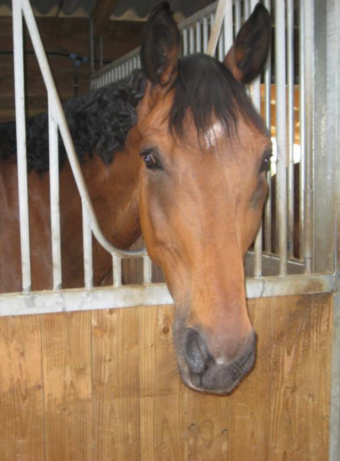 Ecole d'Equitation de Bédée-La Nouaye