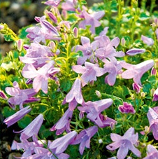 Botanic - Saint-Priest