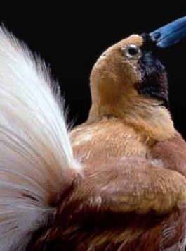 Images d'oiseaux au Muséum d'Histoire Naturelle