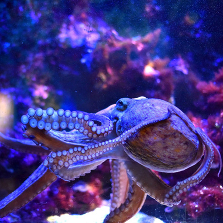 Musée océanographique de monaco