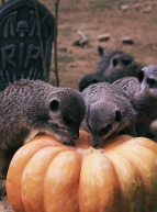 Halloween 2021 au Zoo African Safari