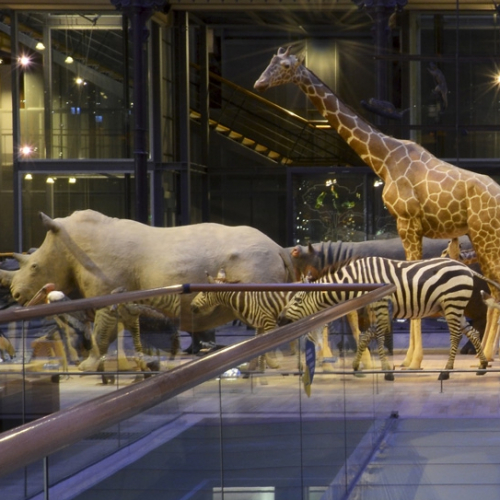 Evolution(s) d'une galerie