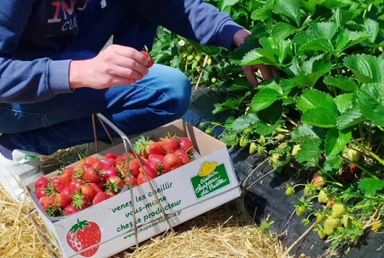 Cueillette de Férin : Récolte de fraises