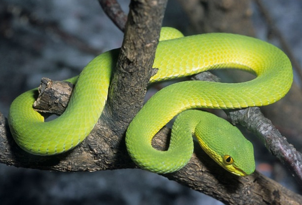 Ménagerie © MNHN - Jérôme Munier