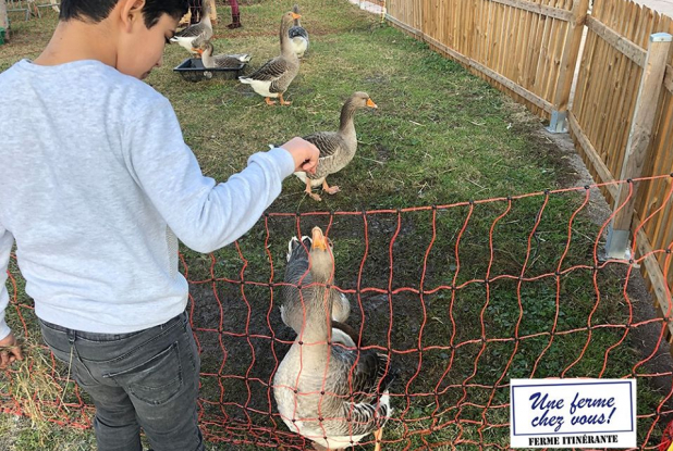 Une ferme chez vous : Oies