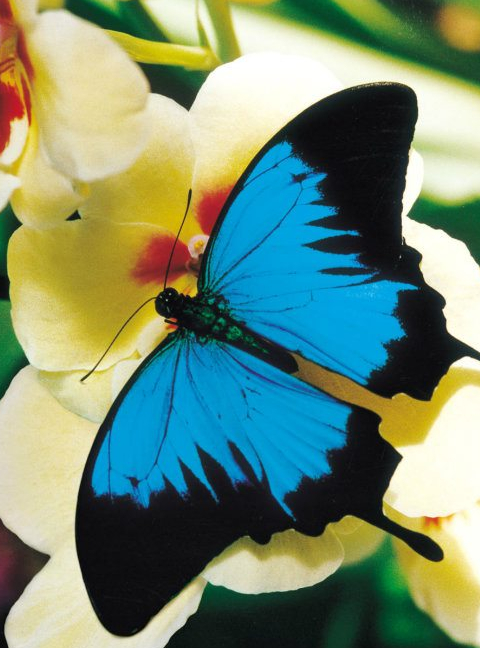 Jardin des papillons