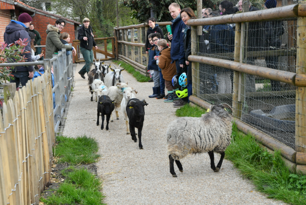 Ferme Marcel Dhénin : Chèvres